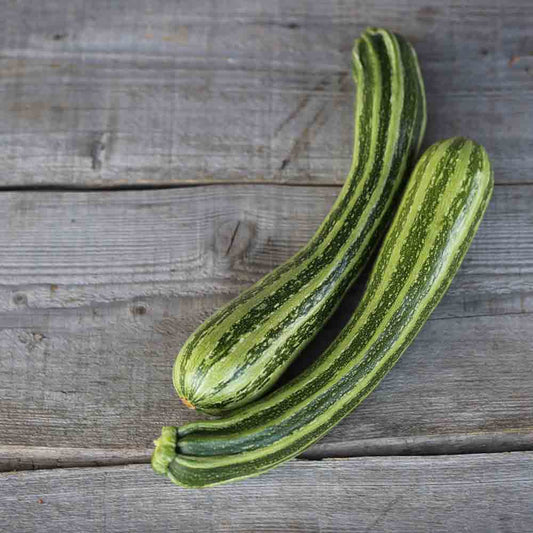 Graines de courgette coucourzelle ou verte non coureuse d'italie bio – La Ferme de Sainte Marthe