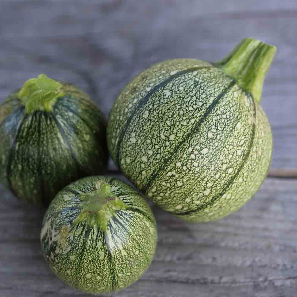 Graines de courgette de nice à fruit rond bio – La Ferme de Sainte Marthe