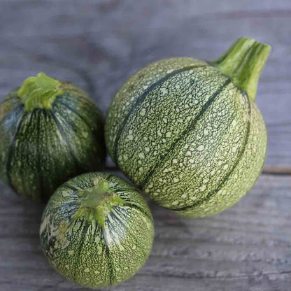 Graines de courgette de nice à fruit rond bio – La Ferme de Sainte Marthe