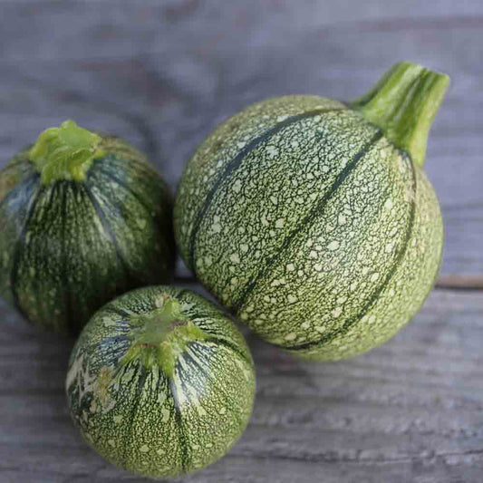 Graines de courgette de nice à fruit rond bio – La Ferme de Sainte Marthe