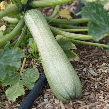 Graines de courgette genovese bio – La Ferme de Sainte Marthe