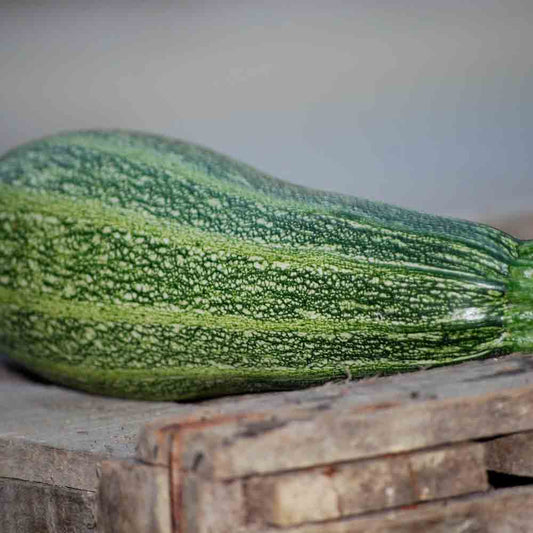 Graines de courgette grisette de provence ou greyzini bio – La Ferme de Sainte Marthe