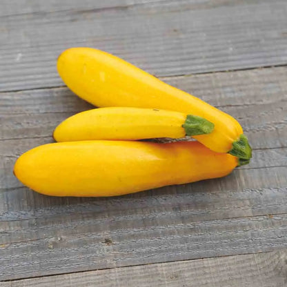 Graines de courgette jaune bio – La Ferme de Sainte Marthe