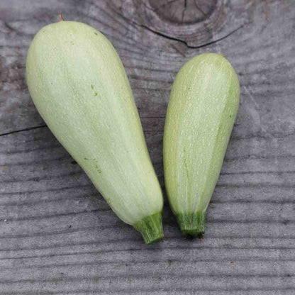 Graines de courgette lebanese white bush bio – La Ferme de Sainte Marthe