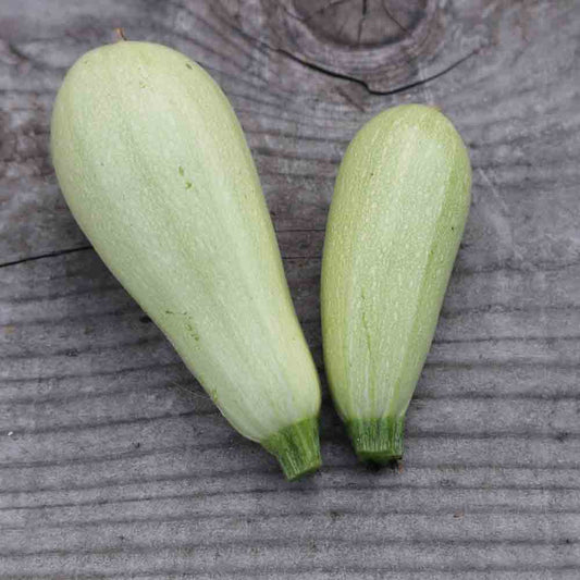 Graines de courgette lebanese white bush bio – La Ferme de Sainte Marthe