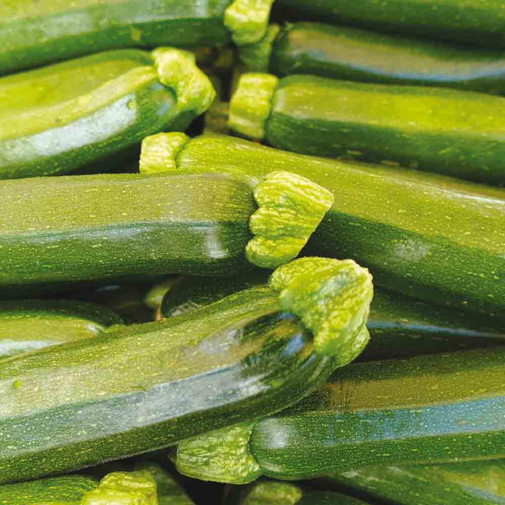 Graines de courgette mutabile bio – La Ferme de Sainte Marthe