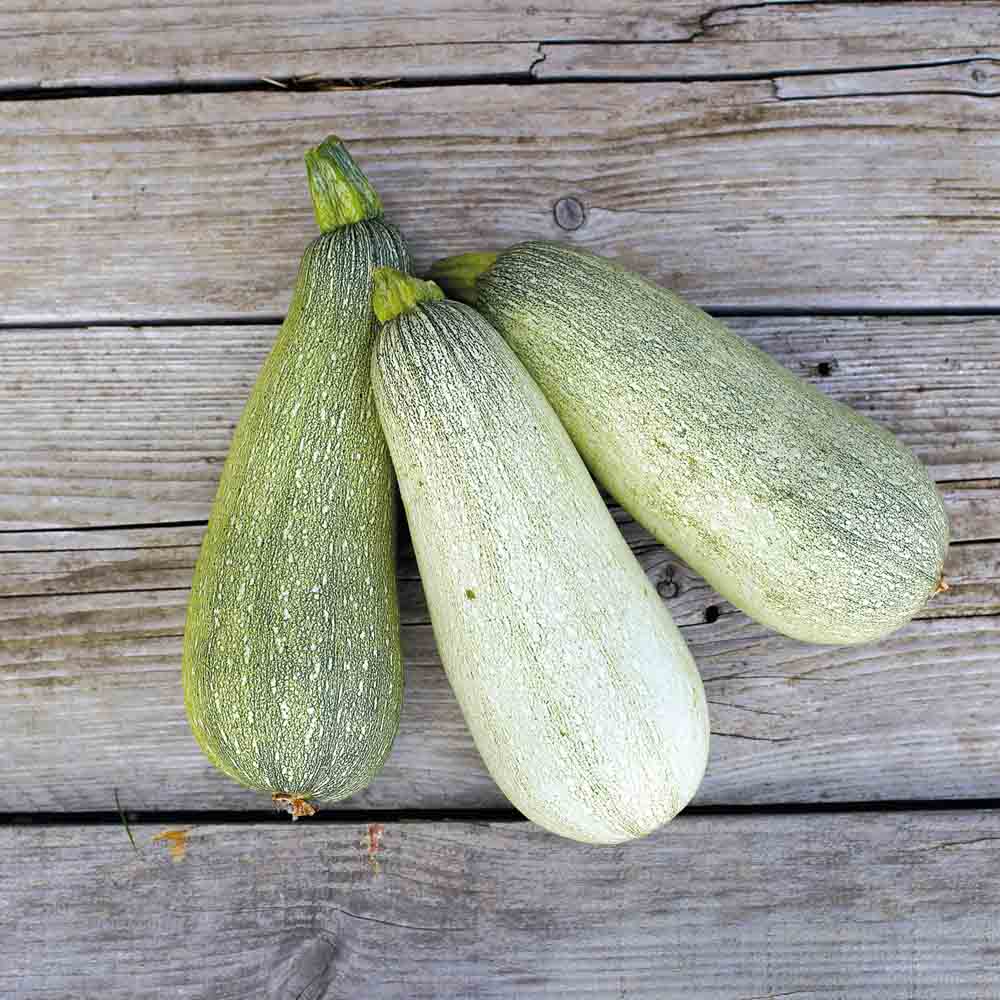 Graines de courgette ortolana de faenza bio – La Ferme de Sainte Marthe