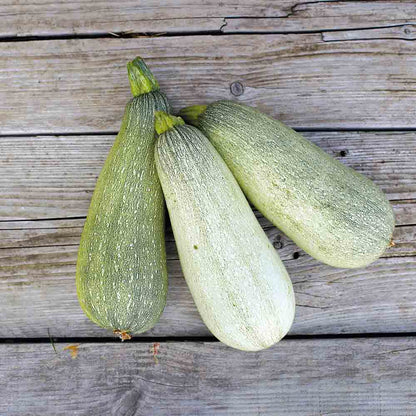 Graines de courgette ortolana de faenza bio – La Ferme de Sainte Marthe