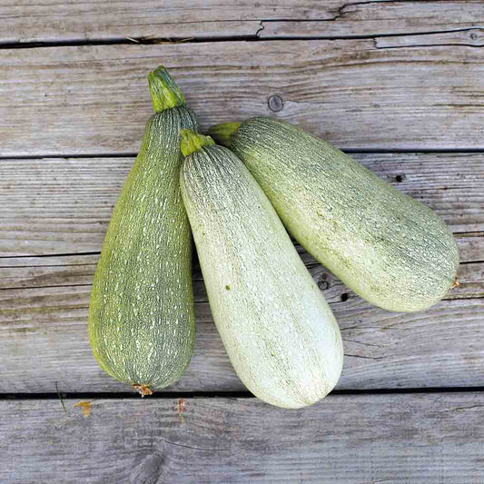 Graines de courgette ortolana de faenza bio – La Ferme de Sainte Marthe