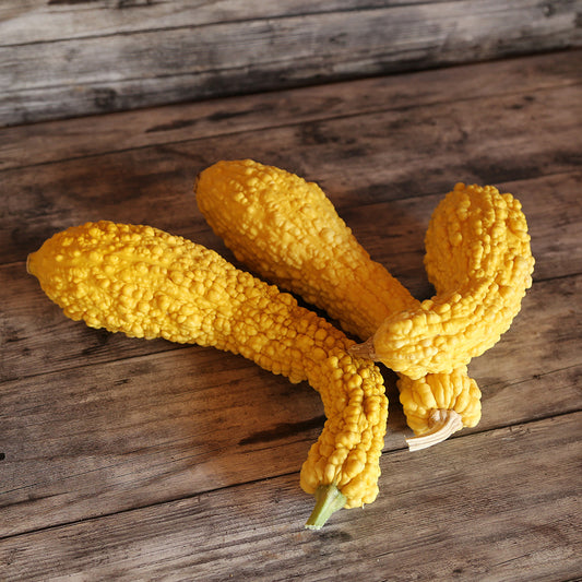 Graines de courgette pop-corn ou rugosa friulana bio – La Ferme de Sainte Marthe