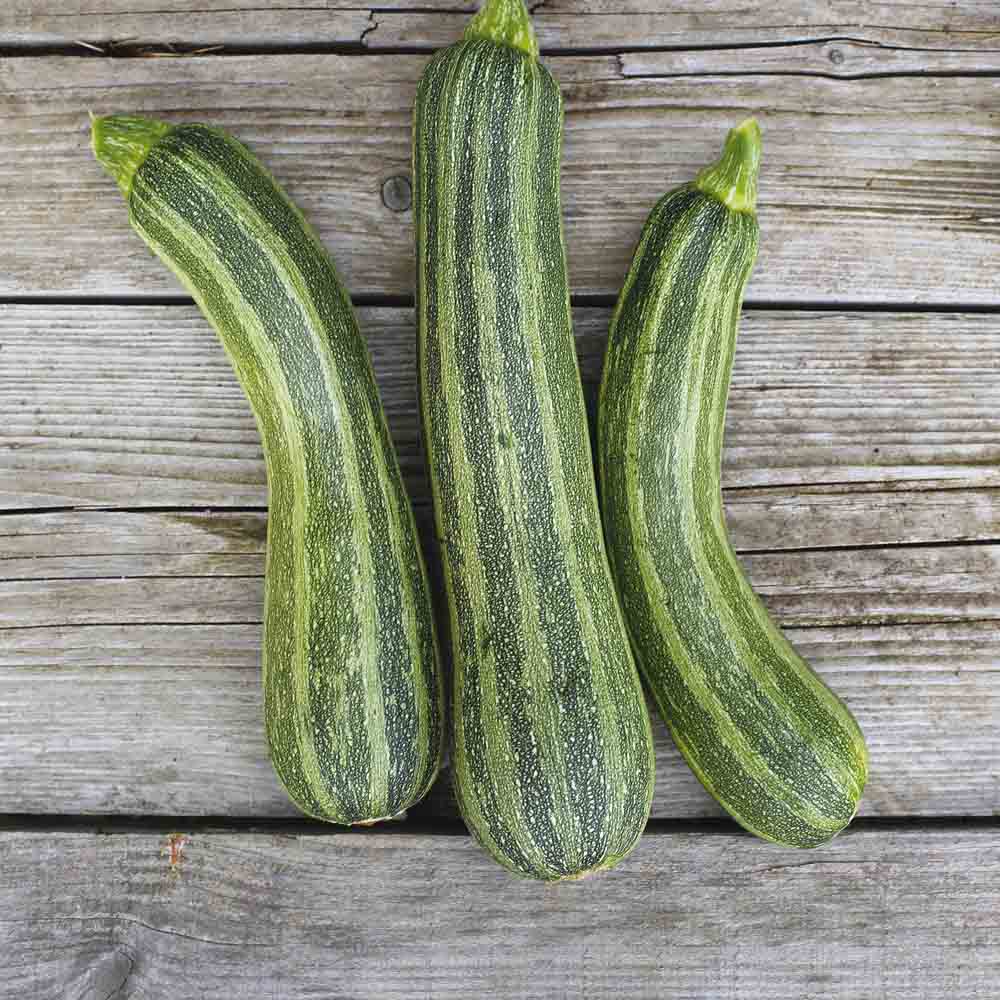 Graines de courgette striato d'italia bio – La Ferme de Sainte Marthe