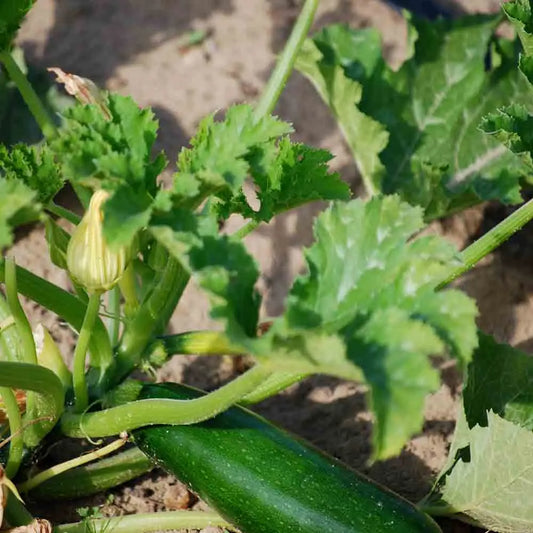 Graines de courgette verte de milan bio – La Ferme de Sainte Marthe