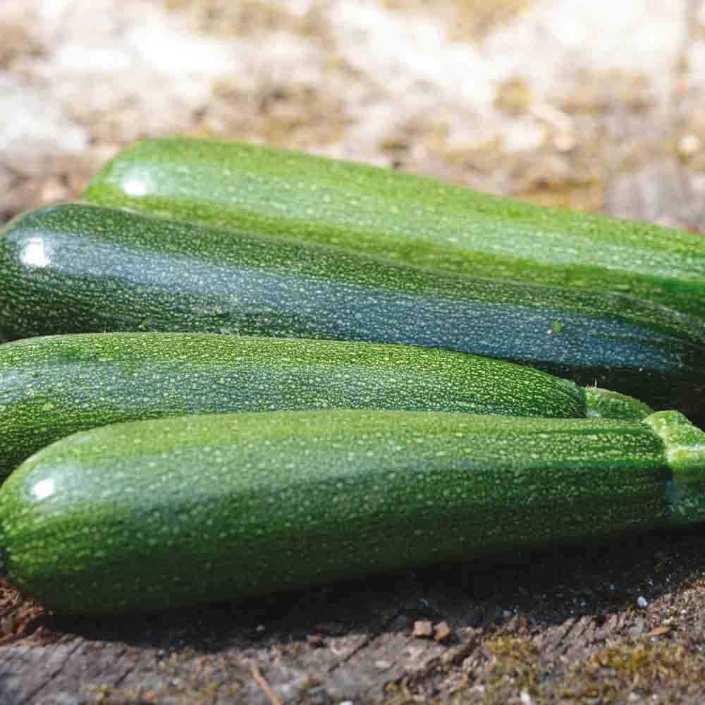 Graines de courgette verte non coureuse des maraîchers bio – La Ferme de Sainte Marthe
