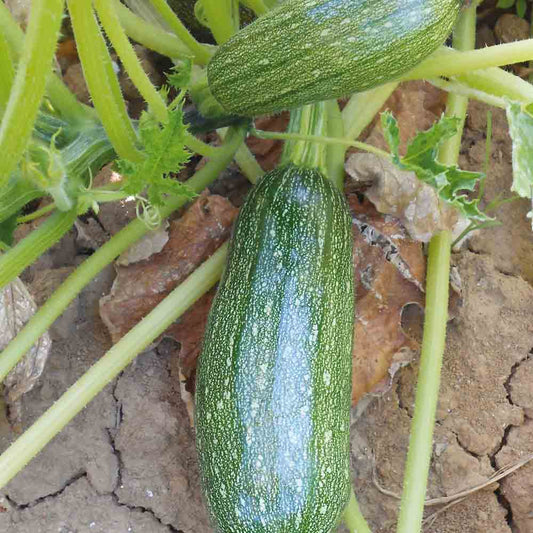 Graines de courgette verte petite d'alger bio – La Ferme de Sainte Marthe