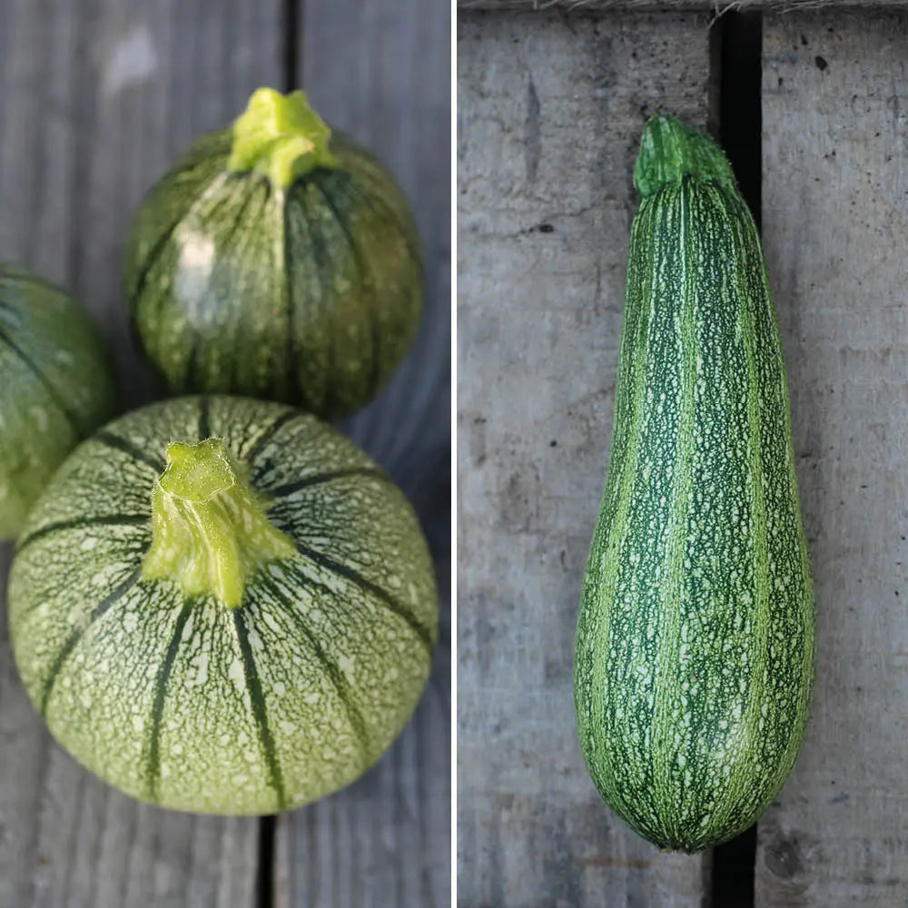 Graines de courgettes en mélange (ronde de nice et grisette de provence) bio – La Ferme de Sainte Marthe