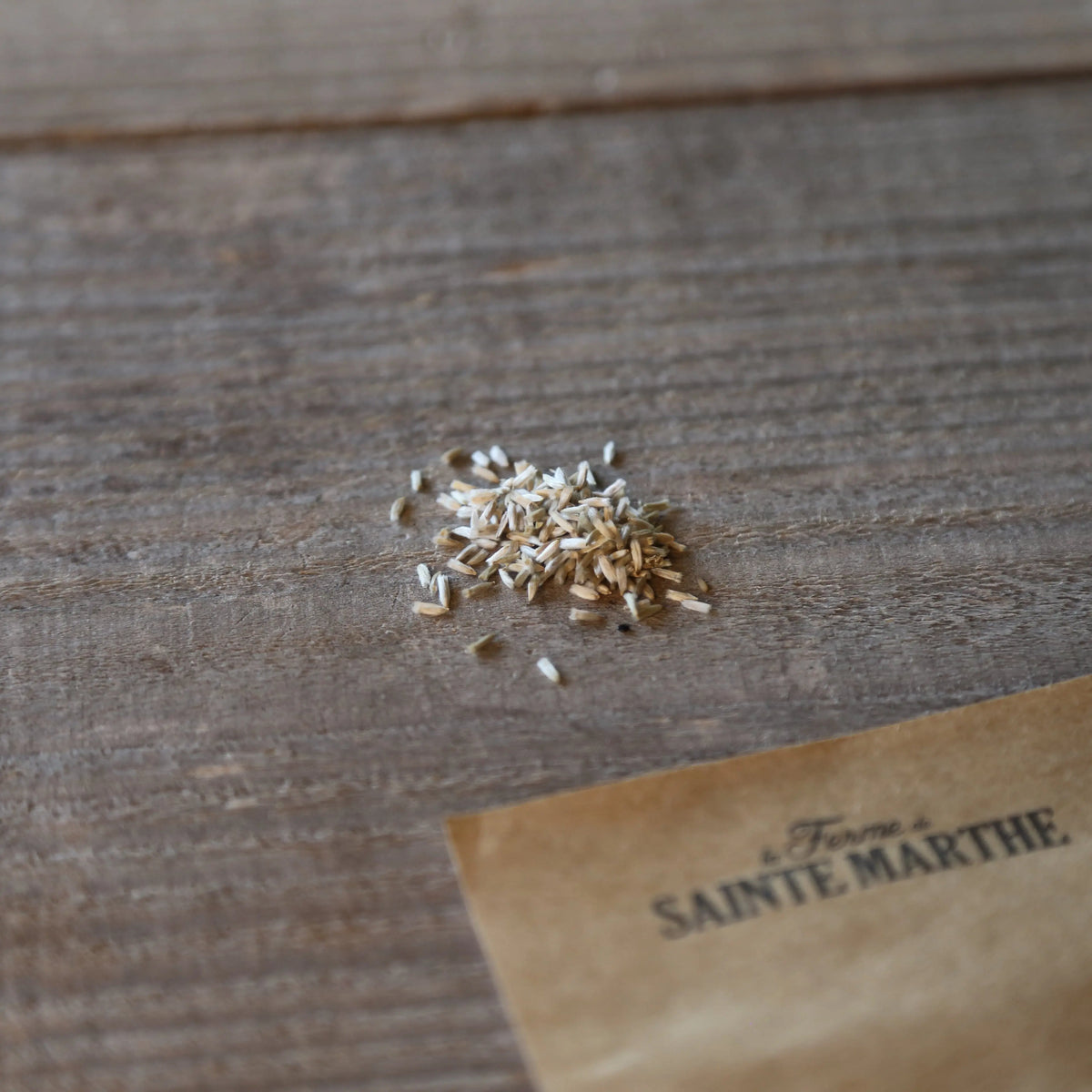 Graines de craspedia baguette de tambour bio – La Ferme de Sainte Marthe
