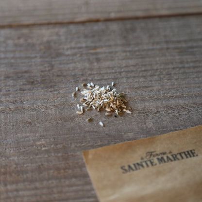 Graines de craspedia baguette de tambour bio – La Ferme de Sainte Marthe