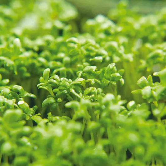 Graines de cresson alénois bio – La Ferme de Sainte Marthe