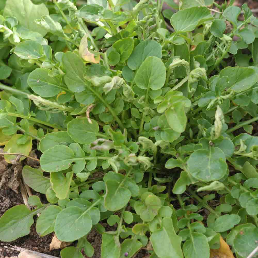 Graines de cresson de jardin bio – La Ferme de Sainte Marthe