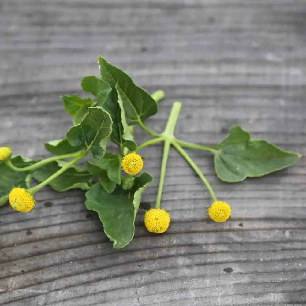 Graines de cresson de para jaune bredy mafana bio – La Ferme de Sainte Marthe