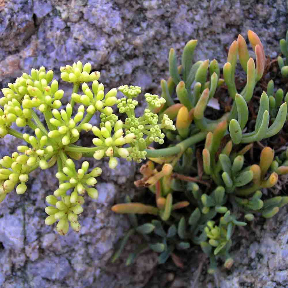 Graines de criste marine bio – La Ferme de Sainte Marthe