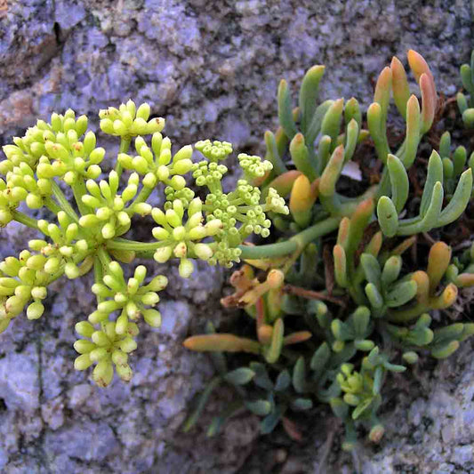 Graines de criste marine bio – La Ferme de Sainte Marthe