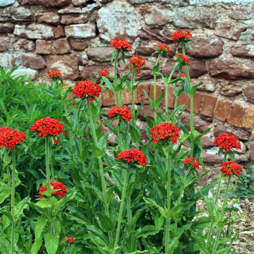 Graines de croix de malte bio – La Ferme de Sainte Marthe