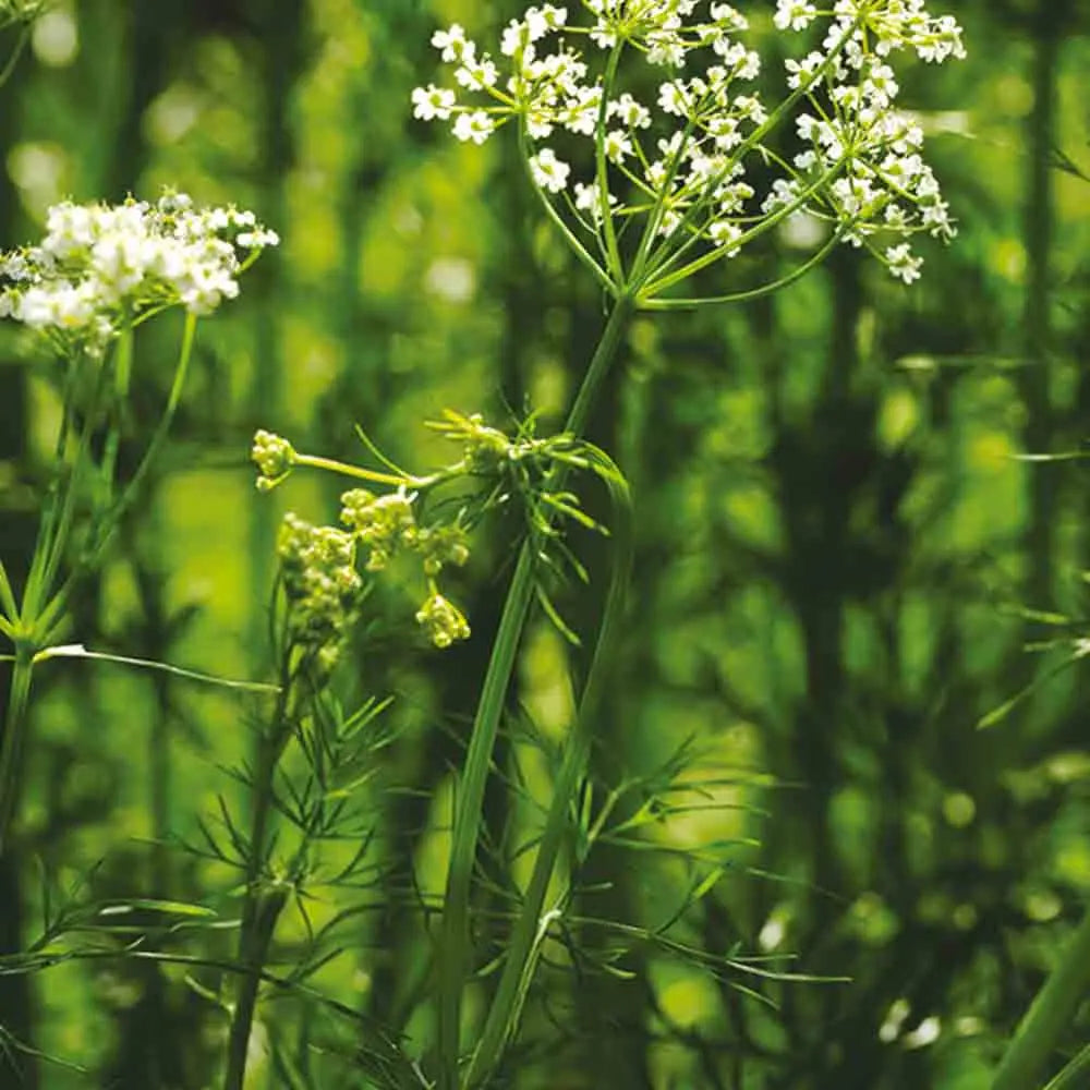Graines de cumin – La Ferme de Sainte Marthe