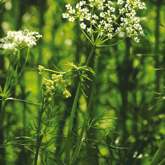 Graines de cumin – La Ferme de Sainte Marthe