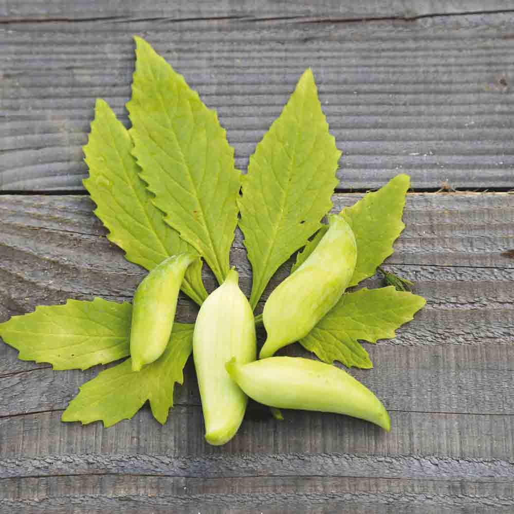 Graines de cyclanthère caigua bio – La Ferme de Sainte Marthe