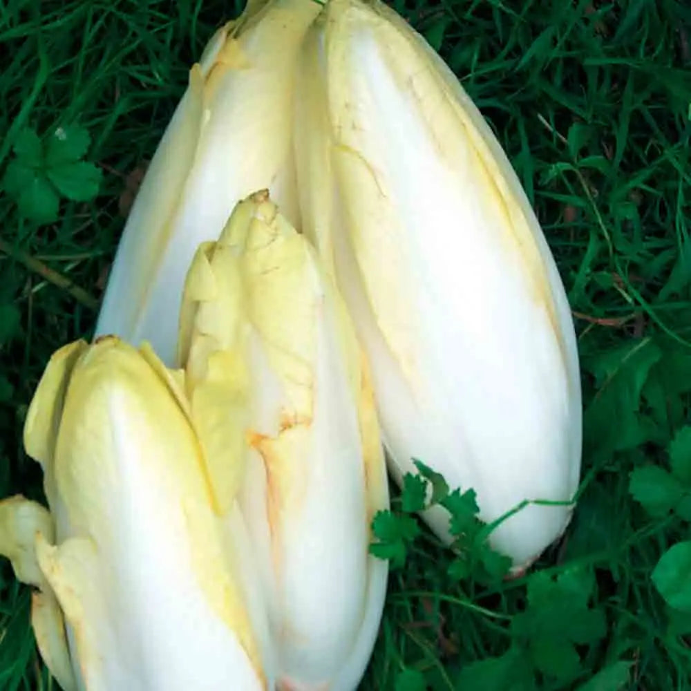 Graines d'endive demi hâtive de malines bio – La Ferme de Sainte Marthe