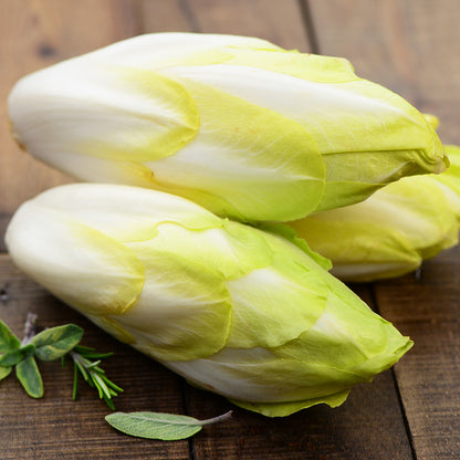 Graines d'endive tardivo bio – La Ferme de Sainte Marthe
