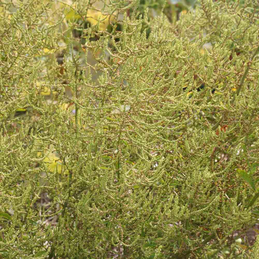 Graines d'epazote ou thé mexicain bio – La Ferme de Sainte Marthe