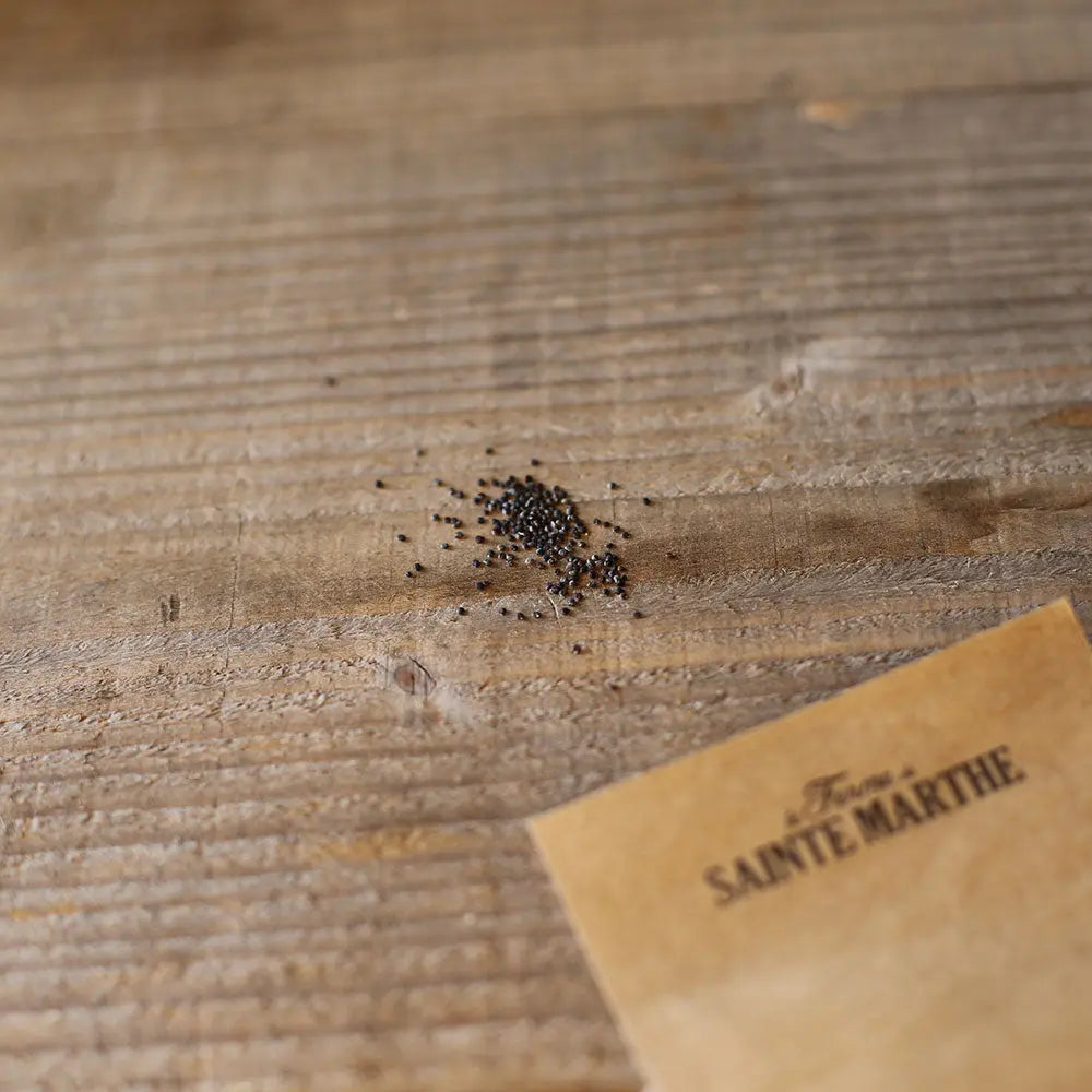 Graines d'épinard fraise bio – La Ferme de Sainte Marthe