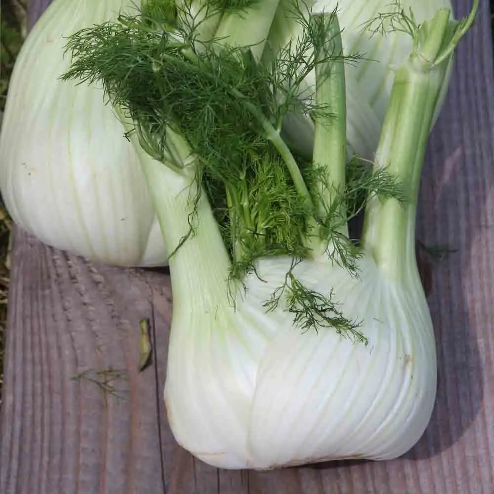 Graines de fenouil di sarno bio – La Ferme de Sainte Marthe
