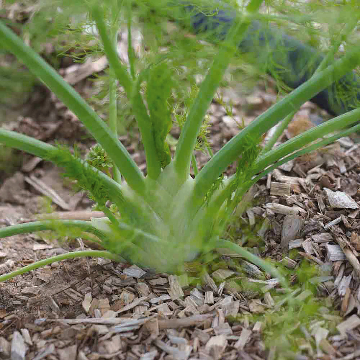 Graines de fenouil doux de florence bio – La Ferme de Sainte Marthe
