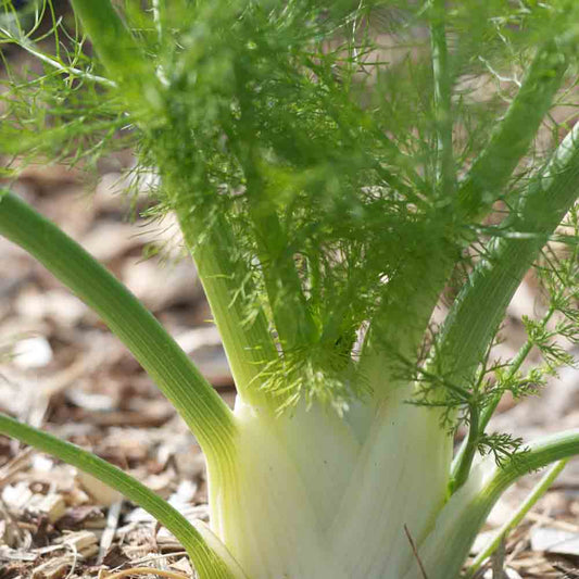 Graines de fenouil finale bio – La Ferme de Sainte Marthe