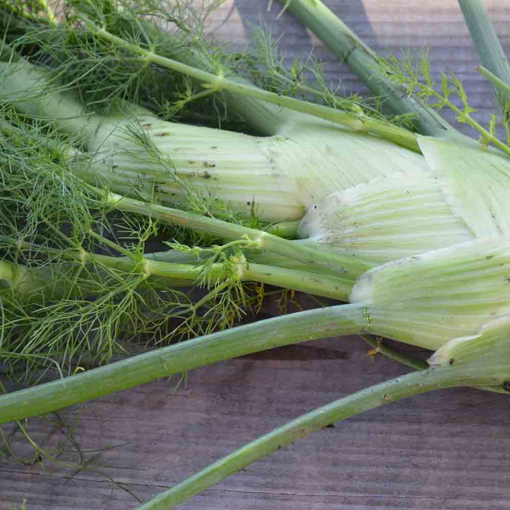 Graines de fenouil romanesco bio – La Ferme de Sainte Marthe