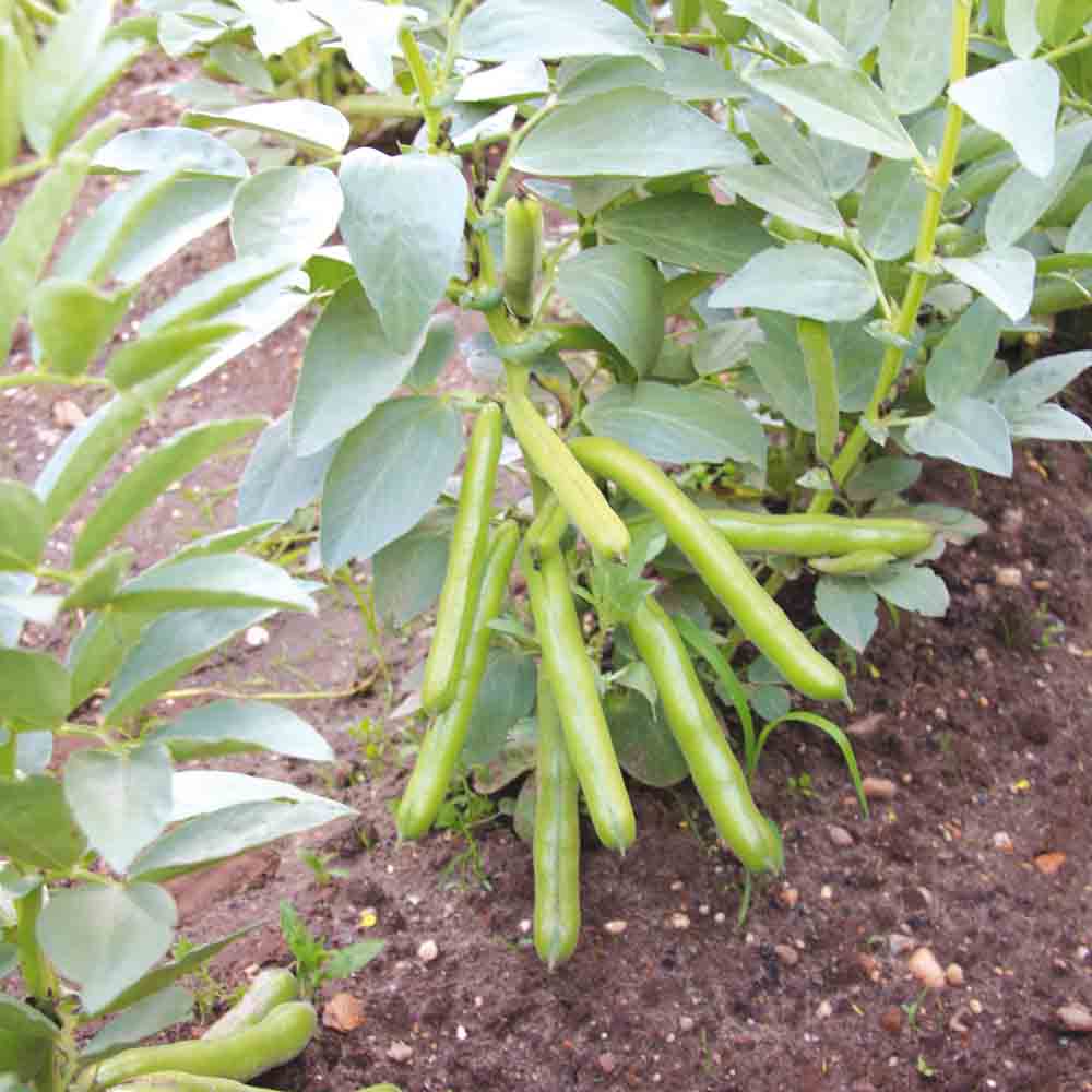Graines de fève ratio bio – La Ferme de Sainte Marthe