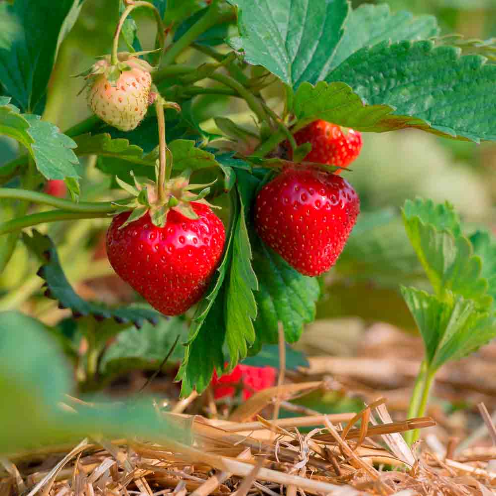 Graines de fraisier alexandrie bio – La Ferme de Sainte Marthe