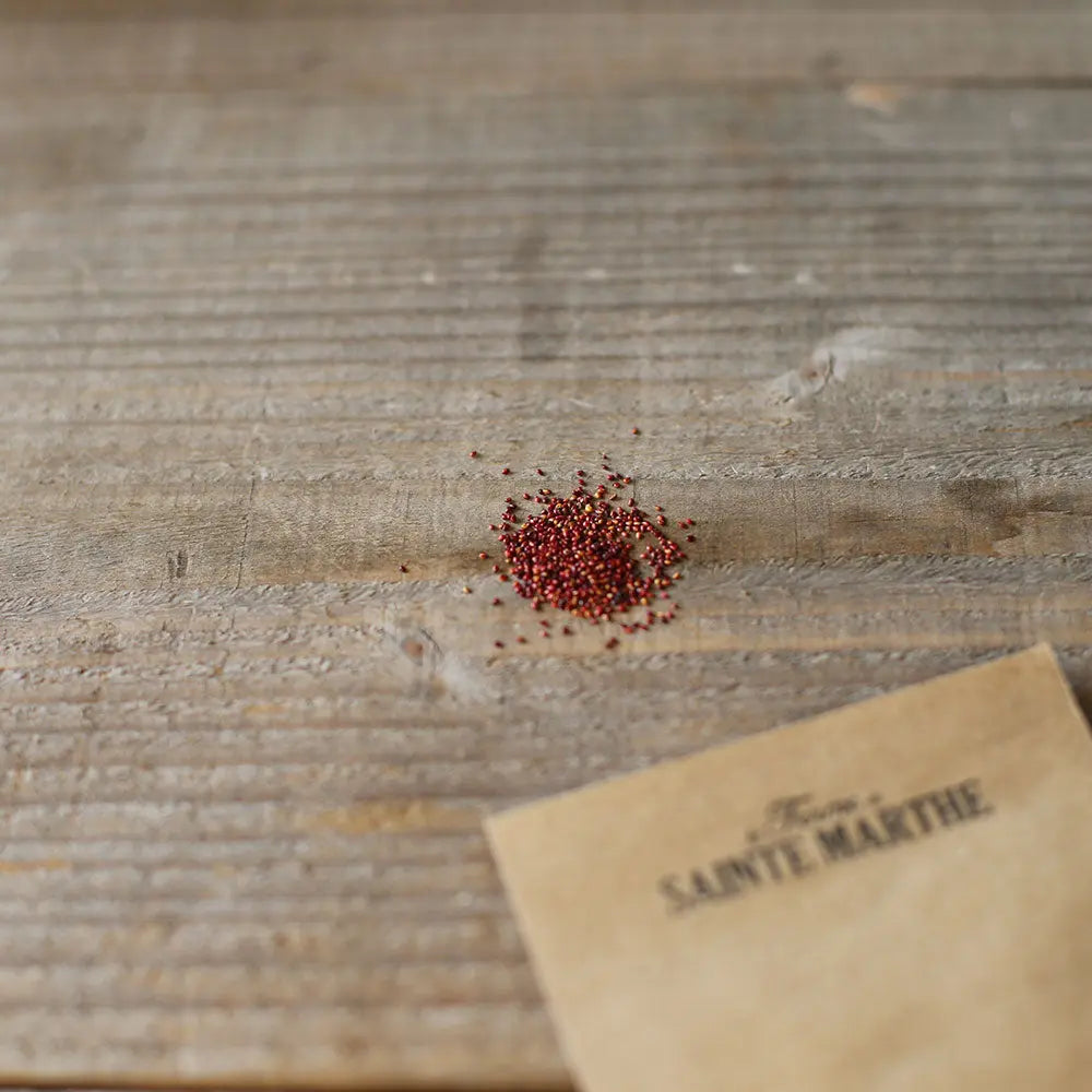 Graines de fraisier alexandrie bio – La Ferme de Sainte Marthe