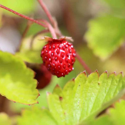 Graines de fraisier des quatre saisons – La Ferme de Sainte Marthe