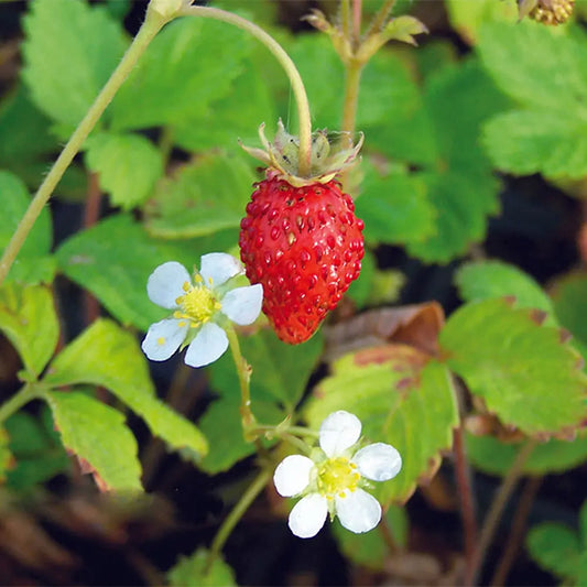 Graines de fraisier reine des vallées bio – La Ferme de Sainte Marthe