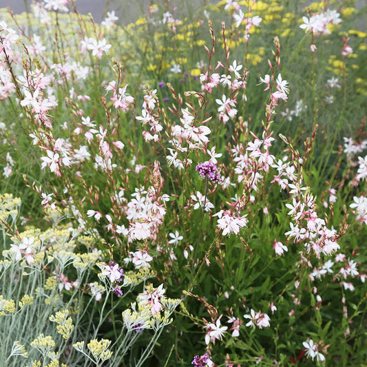 Graines de gaura bio – La Ferme de Sainte Marthe