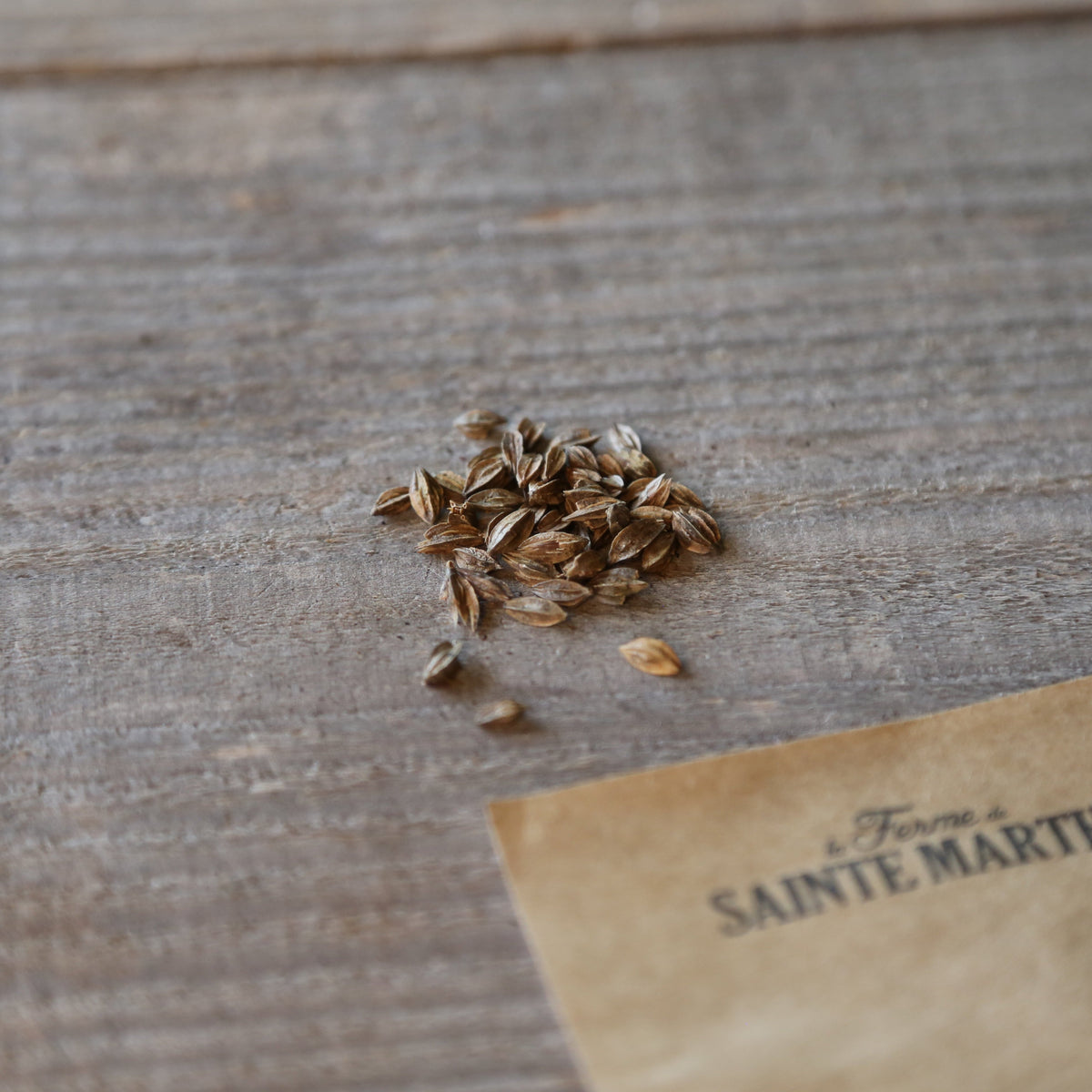Graines de gaura bio – La Ferme de Sainte Marthe