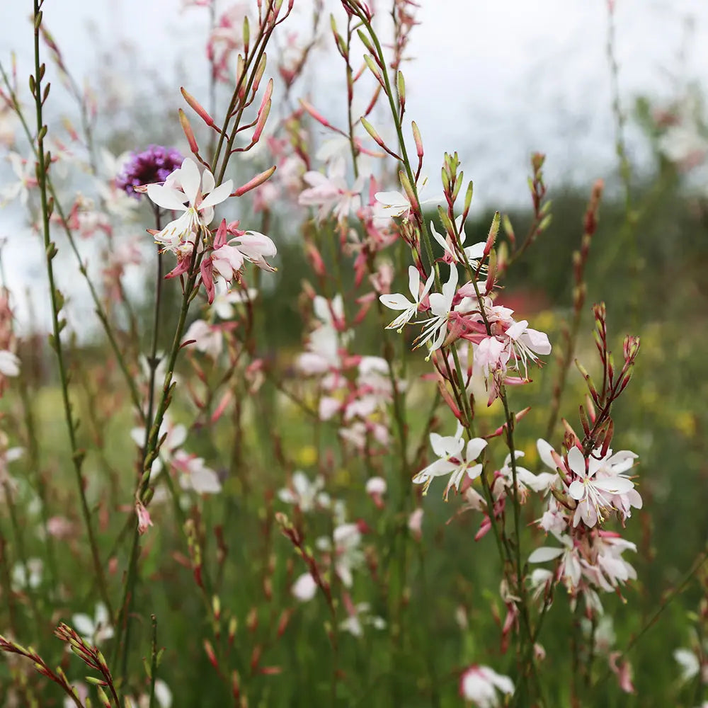 Graines de gaura bio – La Ferme de Sainte Marthe