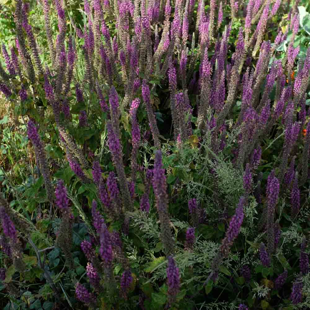 Graines de germandrée d'iran bio – La Ferme de Sainte Marthe