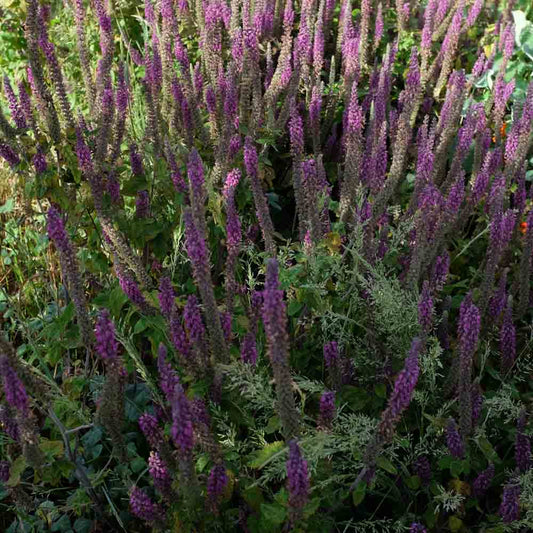 Graines de germandrée d'iran bio – La Ferme de Sainte Marthe