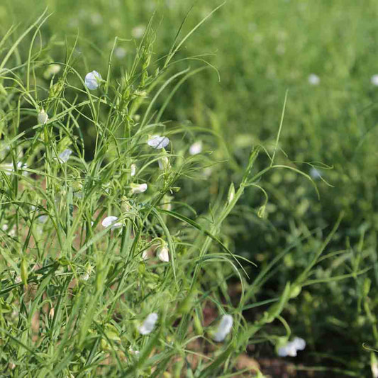 Graines de gesse pois carré bio – La Ferme de Sainte Marthe