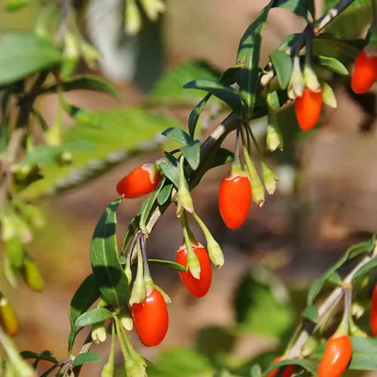 Graines de goji bio – La Ferme de Sainte Marthe
